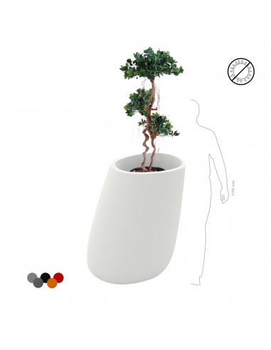 Ficus panda Stone100 2023