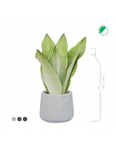 Sansevieria trifasciata Rough patt S14 Voir les baskets