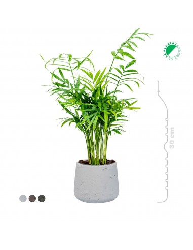 Chamaedorea elegans Rough patt S14 prix