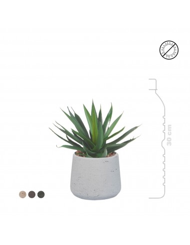 Agave Rough patt S14 pas chere