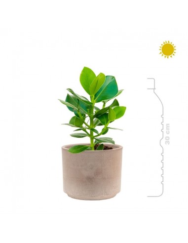 Clusia rosea Terra Cotta15 commande en ligne