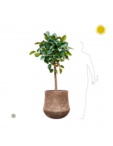 Ficus elastica Polystone60 une grave pollution 