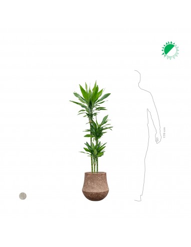 Dracaena 'Janet Lind' Polystone33 Comparez et commandez 