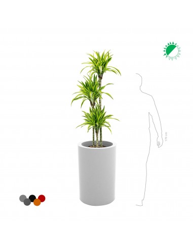 Dracaena Alto75 de technologie