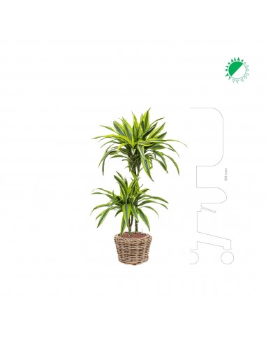 Dracaena Lemon Lime osier rattan27 Venez acheter