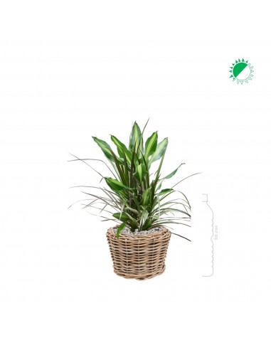 Dracaena combo Osier Rattan27 chez Cornerstreet bien 