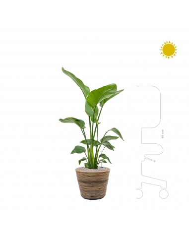 Strelitzia Drypot Rattan Stripe38 paiement sécurisé