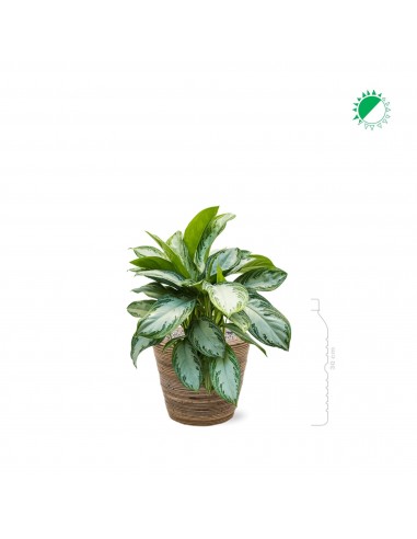 Aglaonema 'Silver Bay' Drypot Rattan Stripe33 france