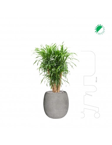 Dracaena anita Polystone gris42 solde