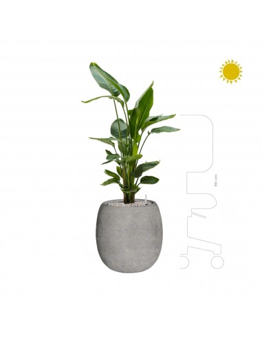 Strelitzia Polystone gris42 en linge