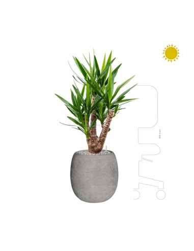 Yucca Polystone gris42 Profitez des Offres !