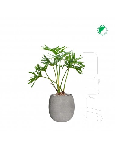 Philodendron selloum Polystone gris42 sur le site 