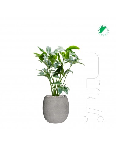 Philodendron 'green wonder' Polystone gris42 2 - 3 jours ouvrés.