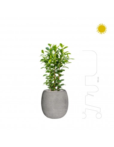 Ficus microcarpa 'Moclame' Polystone gris42 offre 