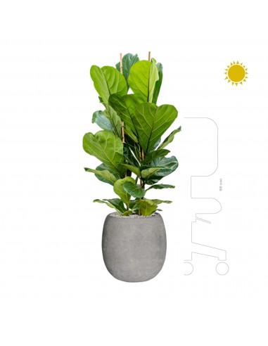 Ficus lyrata Polystone gris42 pas chere