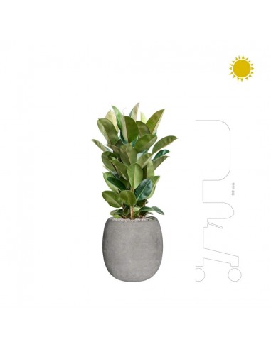 Ficus elastica Polystone gris42 Livraison rapide