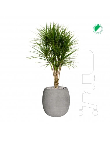 Dracaena marginata Polystone gris42 de votre