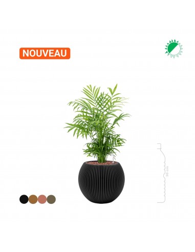 Chamaedorea Capi Nature groove special 22 prix