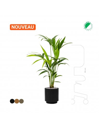 Kentia Capi Nature 25 vous aussi creer 