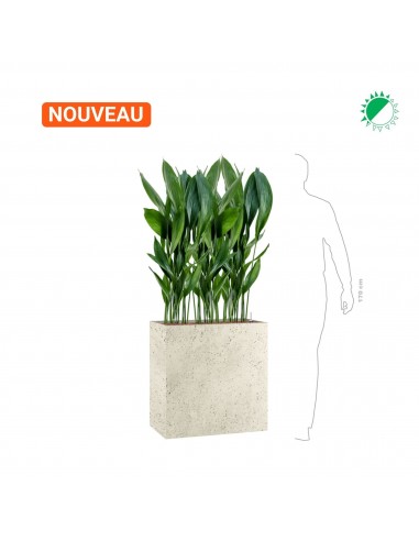 Aspidistra 'Eliator' Grigio68 Comment ça marche