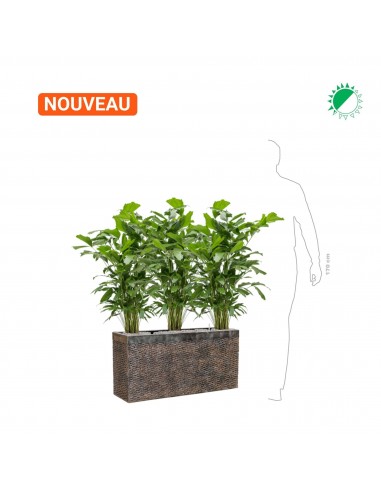 Caryota mitis Baq Universe50 des créatures d'habitude