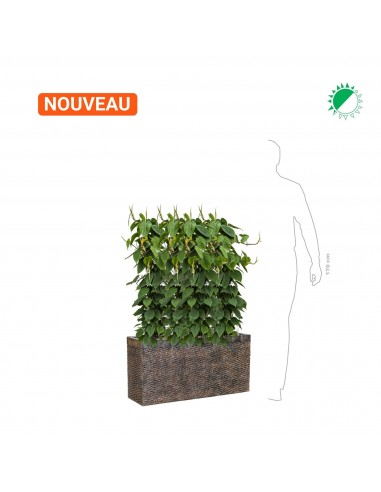 Philodendron scandens Baq Luxe Lite Universe50 Comparez et commandez 