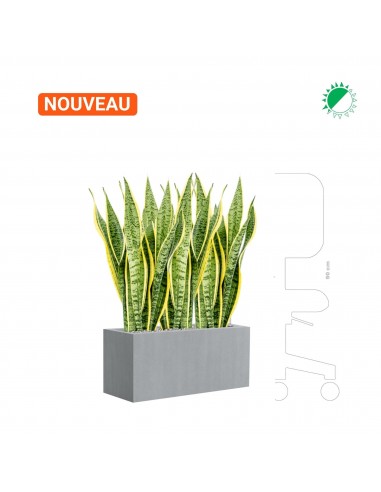 Sansevieria trifasciata "Laurenti" Argento30 2 - 3 jours ouvrés.