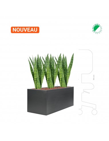 Sansevieria Zeylanica Stretto40 prix pour 