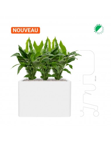 Spathiphyllum 'sweet lauretta' Pure59 prix pour 