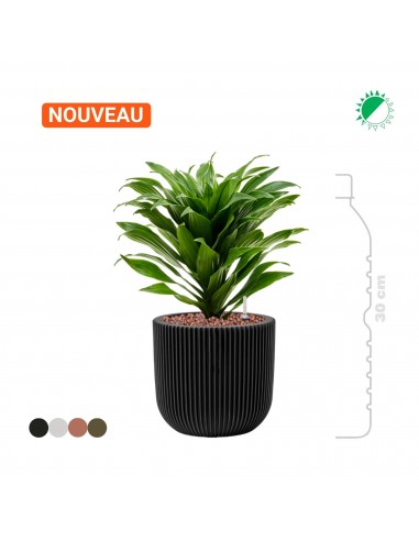 Dracaena fragrans 'Compacta' Capi Nature Groove15 2023