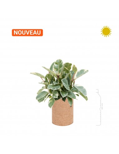 Ficus-elastica-Tineke-Trendcover-23-Cork du meilleur 