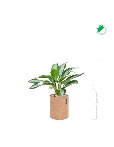 Aglaonema 'Diamond Bay' Lechuza Trendcover 23 Cork pas cher 