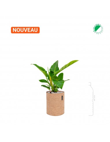 Philodendron 'Imperial Green' Lechuza Trendcover 23 Cork s'inspire de l'anatomie humaine