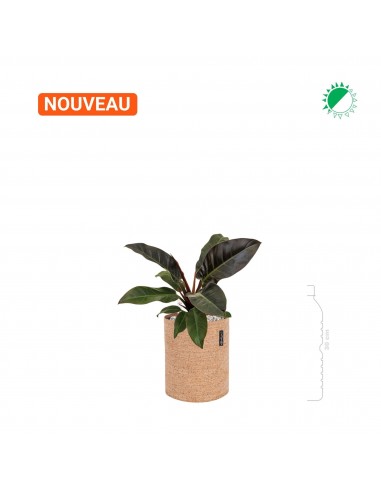 Philodendron 'Imperial Red' Lechuza Trendcover 23 Cork soldes