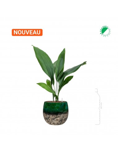 Aspidistra 'Eliator' Lindy20 Profitez des Offres !