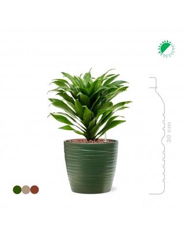 Dracaena fragrans 'Compacta' Groove15 de technologie