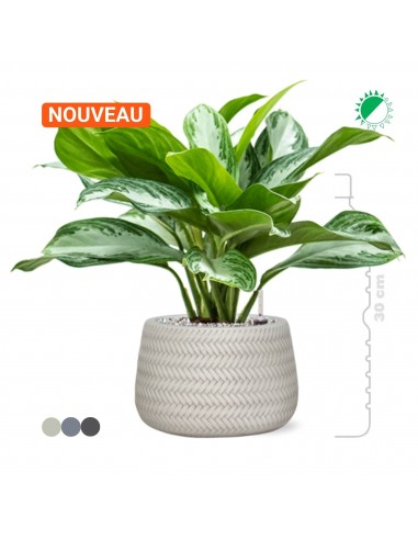 Aglaonema 'Silver Bay' Baq Angle16 En savoir plus