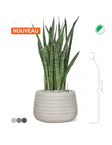 Sansevieria Zeylanica Baq Angle16 de la marque