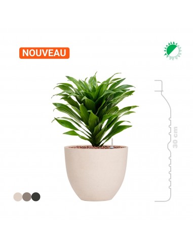 Dracaena fragrans 'Compacta' Refined15 Livraison rapide