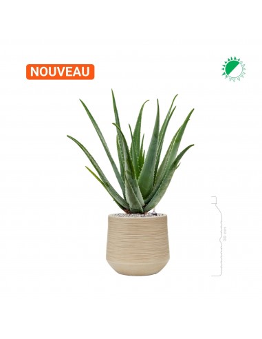 Aloe Vera Baq Dune26 chez Cornerstreet bien 