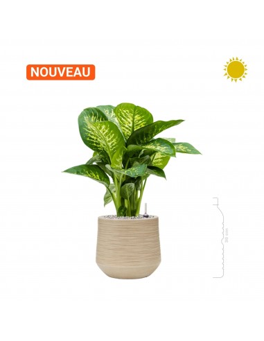 Dieffenbachia Baq Dune26 vous aussi creer 