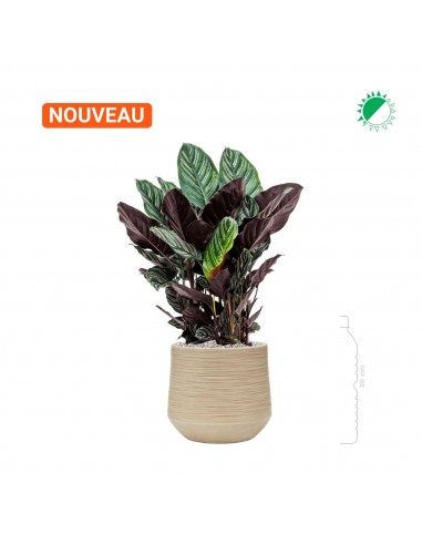 Calathea Baq Dune26 soldes