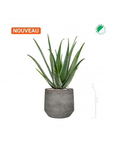 Aloe Vera Cement Stone28 Véritable concentré