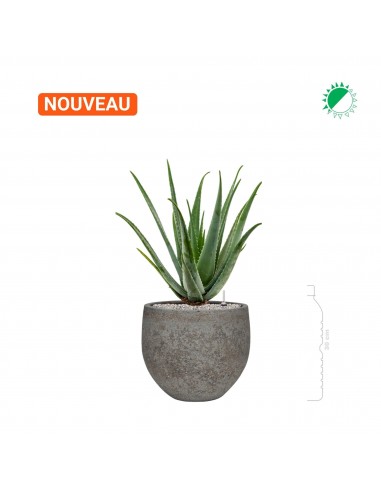 Aloe Vera Cement Stone Mini Orb28 Comment ça marche