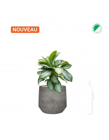 Aglaonema 'Silver Bay' Cement Stone Harith28 Dans la société mordern