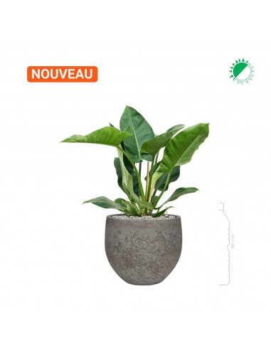 Philodendron 'Imperial Green' Cement Stone Mini Orb28 Profitez des Offres !