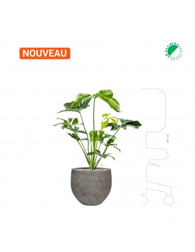 Philodendron 'green wonder' Cement Stone Mini Orb28 online